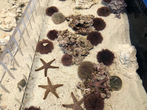 St Pete Pier - Tampa Bay Watch - Tampa Bay Watch Discovery Center - tanks of starfish and anemone 