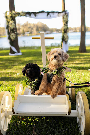 Bride's dogs riding down the aisle in a white and gold wagon