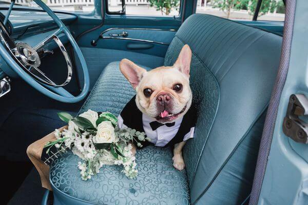 Couple's French Bulldog on the set of a vintage car with the brides bouquet