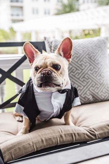 French Bulldog in a tuxedo 