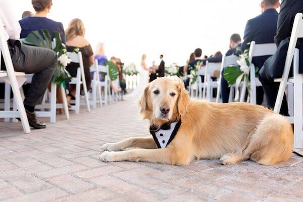 golden retriever watching wedding ceremony