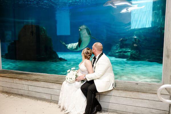 Bride and groom, realize a dolphin is swimming behind them