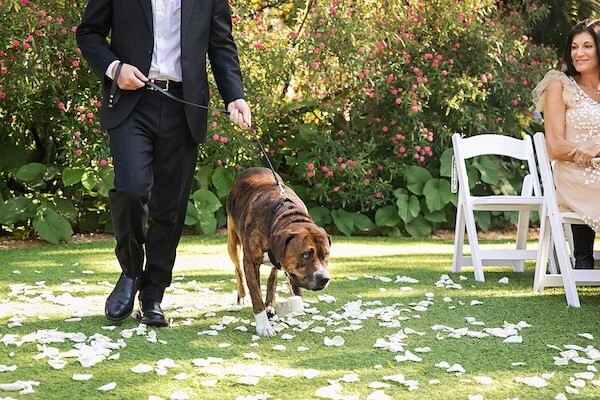 The Ring Bearer/Dog of Honor is walking down the aisle at his parents' outdoor wedding ceremony.