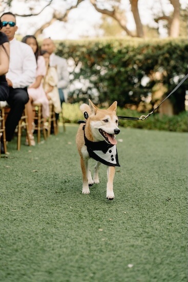 The bride and groom's dog wwalking down the aisle at their Tampa wedding.